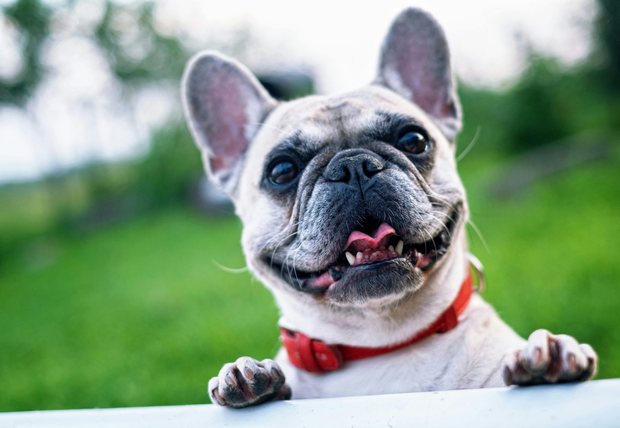 If Zendaya Had a Bulldog CV