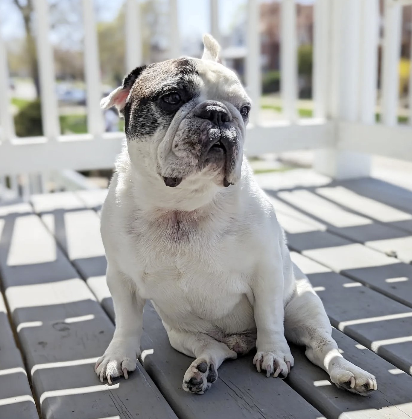 The Charismatic Journey of Manny the Frenchie