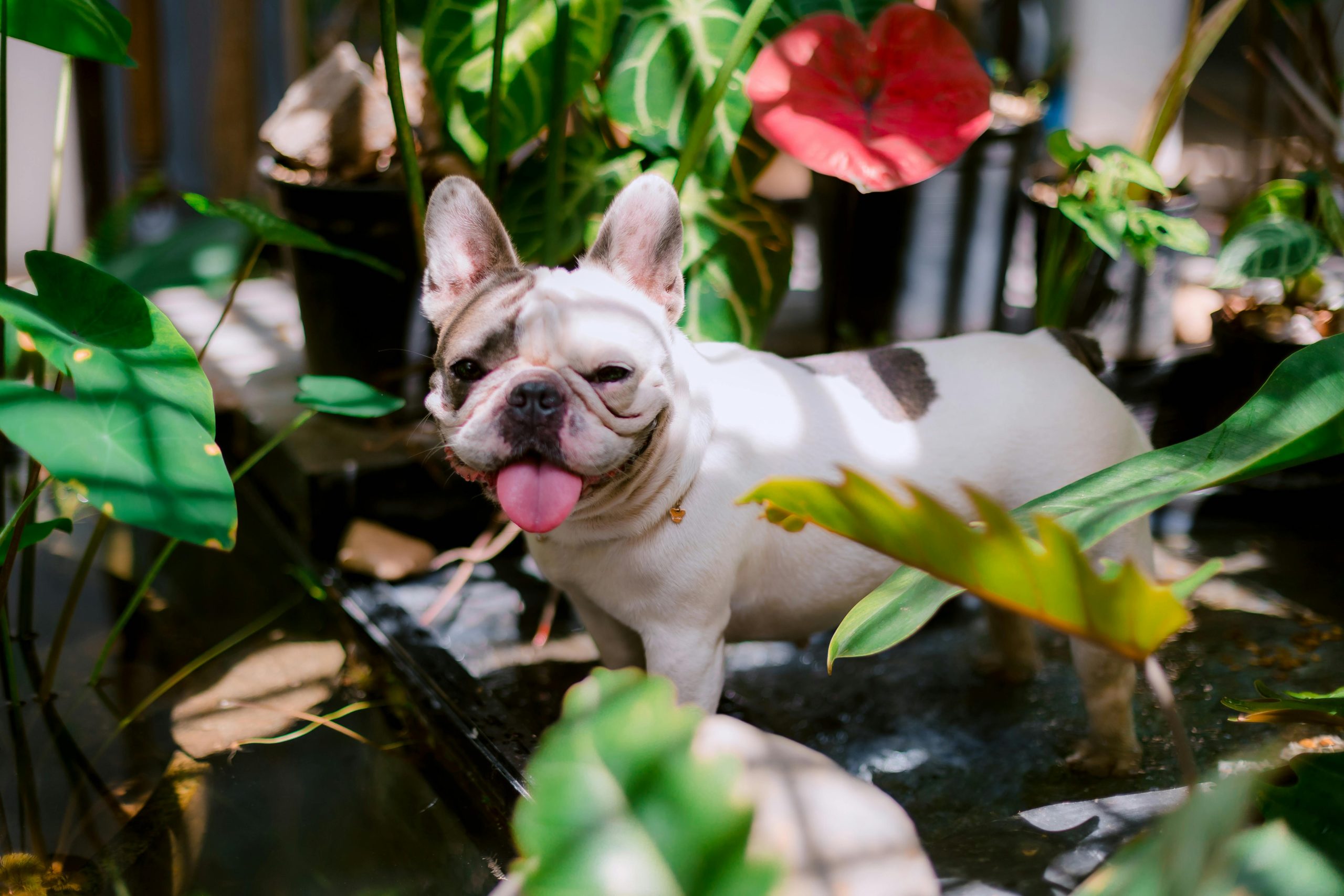 Discover the Oldest French and English Bulldogs